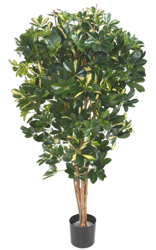 Kunstig Plante Schefflera 150Cm Grønbroget