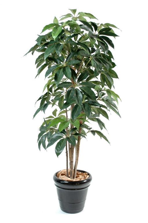 Kunstig Plante Schefflera Amata 150 Cm Indendørs