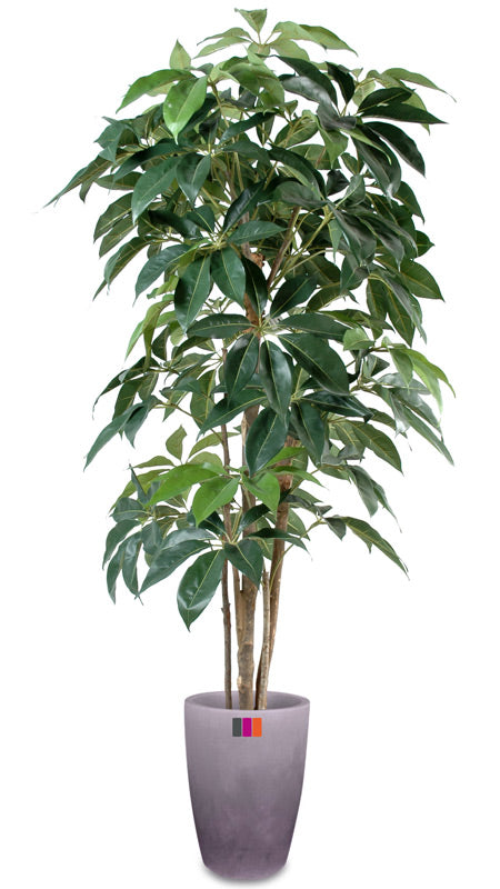 Kunstig Plante Schefflera Amata 180Cm Indendørs