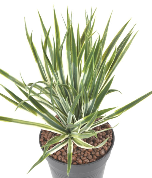 Kunstig Yucca Golden Plant Til Indendørs Og Udendørs