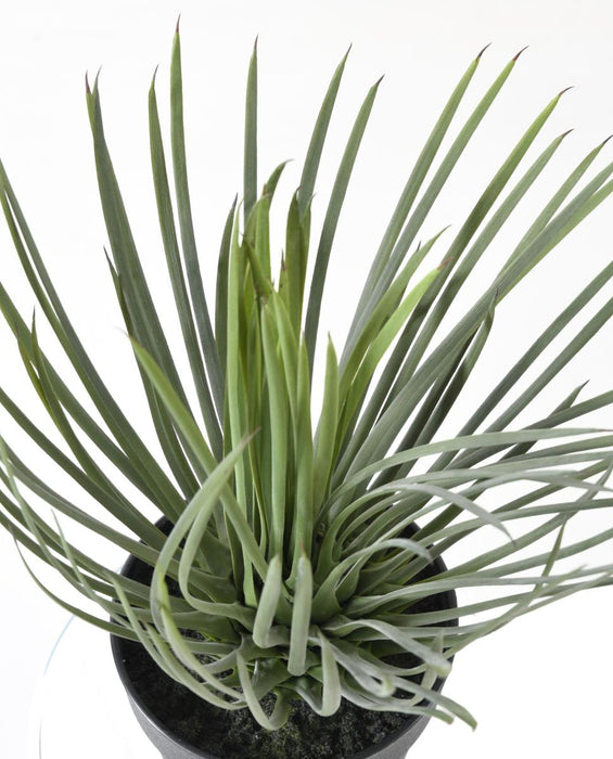 Kunstig Plante Yucca Rostrata 40Cm Til Dekoration