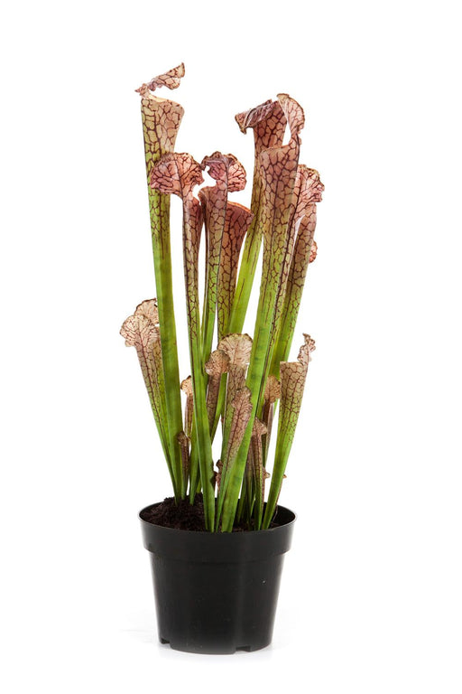 Kunstig Sarracenia Kødædende Plante H.65Cm Lilla