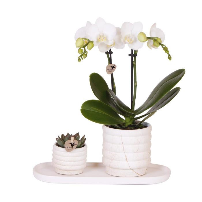 Phalaenopsis Orchid Plant Og Sukkulent Med Keramisk Pot