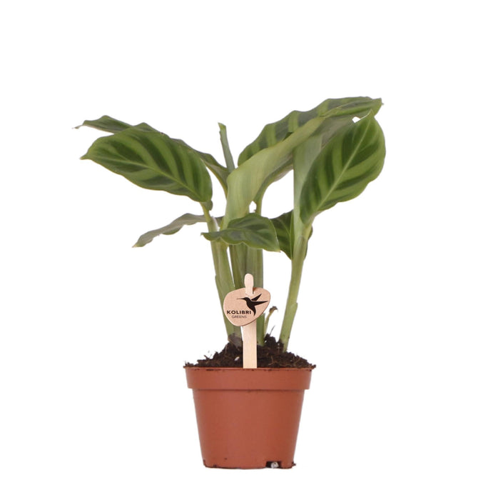 Rensende Stueplante - Calathea - Plantepotte Inkluderet