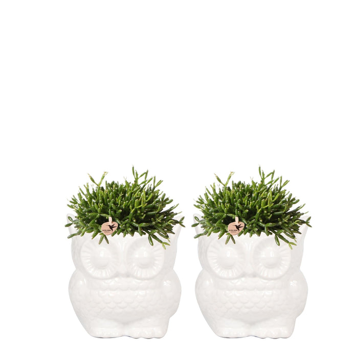 Planten Set Rhipsalis In Witte Keramiken Uil Sierpotten