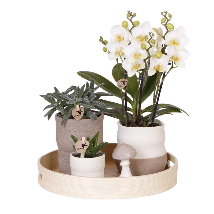Plantenset Slow Living - Phalaenopsis Lausanne Og Sukkulenter