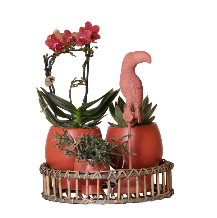 Scandic Terracotta Planter På Træfad Med Orkidé Og Sukkulenter