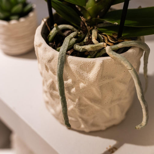 Stjernefisk Lausanne Og Sukkulente Planter I Potter På Bakke