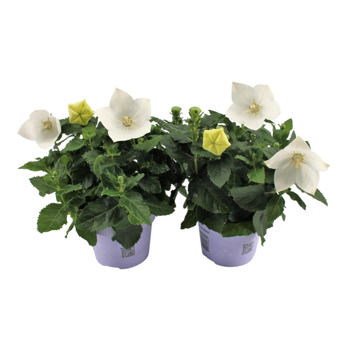 Hvid Platycodon - Balkonblomstrende Plante