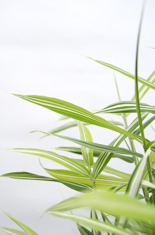 Pleioblastus Variriegatus