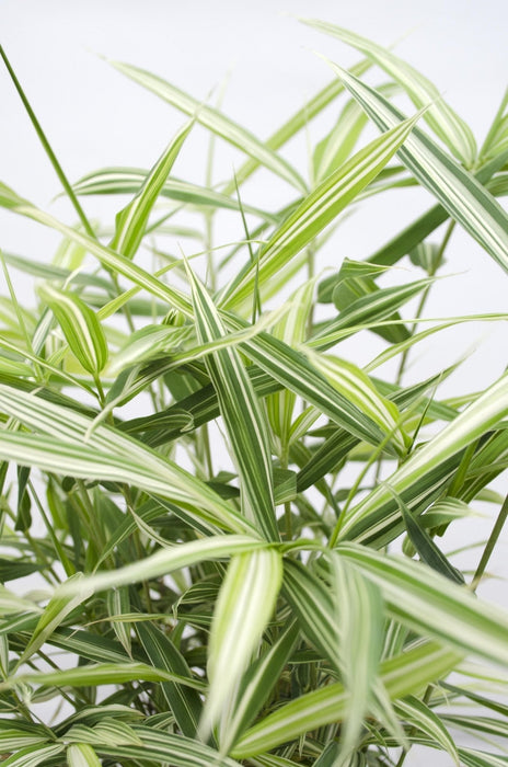 Pleioblastus Variriegatus