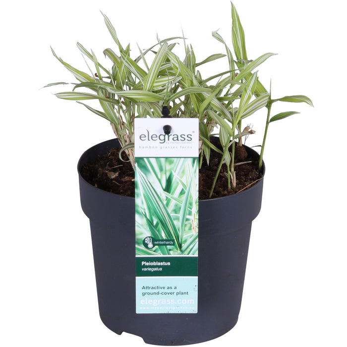 Pleioblastus Variriegatus