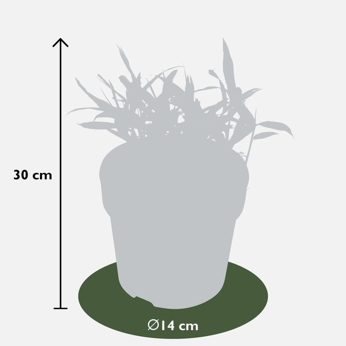 Pleioblastus Variriegatus