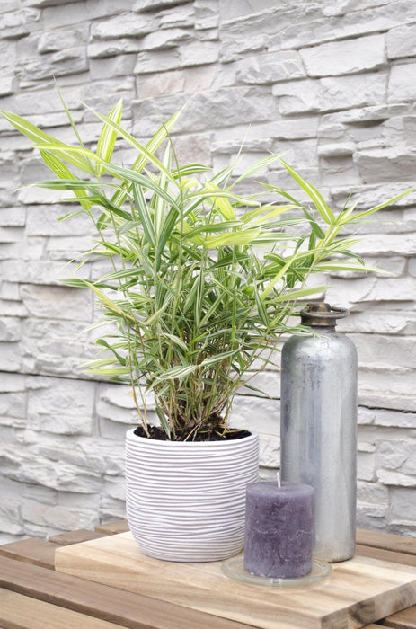 Pleioblastus Variriegatus