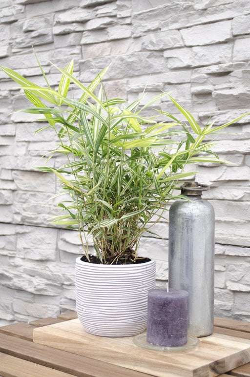 Pleioblastus Variriegatus