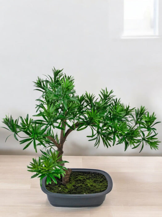 Podocarpus - Kunstig Granbonsai