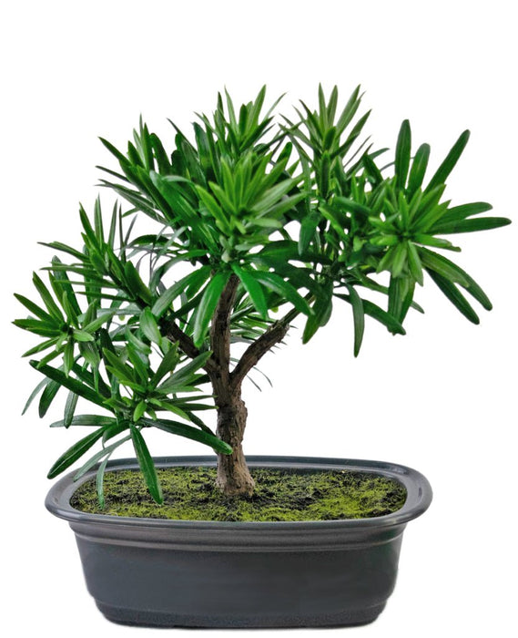 Podocarpus - Kunstig Granbonsai