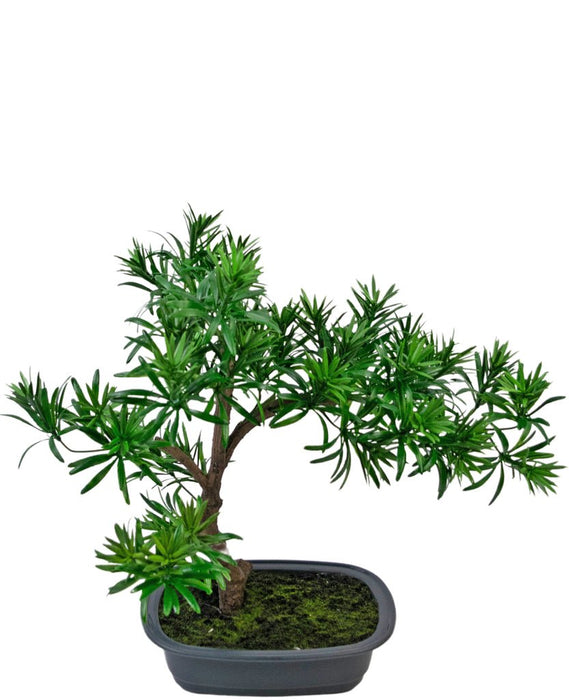Podocarpus - Kunstig Granbonsai