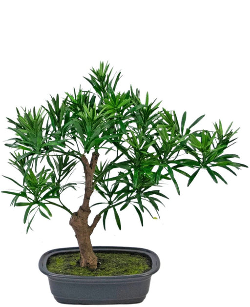 Podocarpus - Kunstig Granbonsai