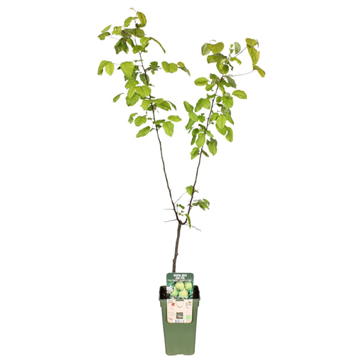 Økologisk Poirier 'Doyenne Du Comice'