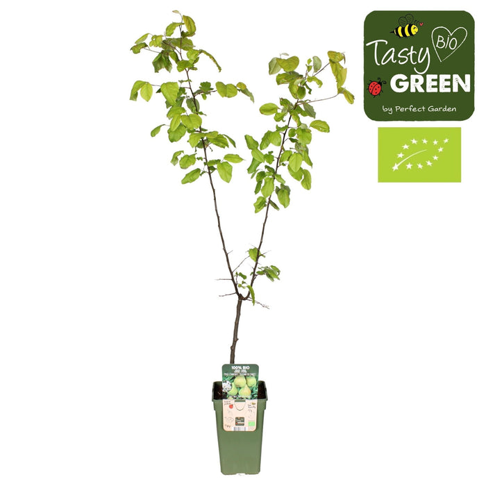 Økologisk Poirier 'Doyenne Du Comice'