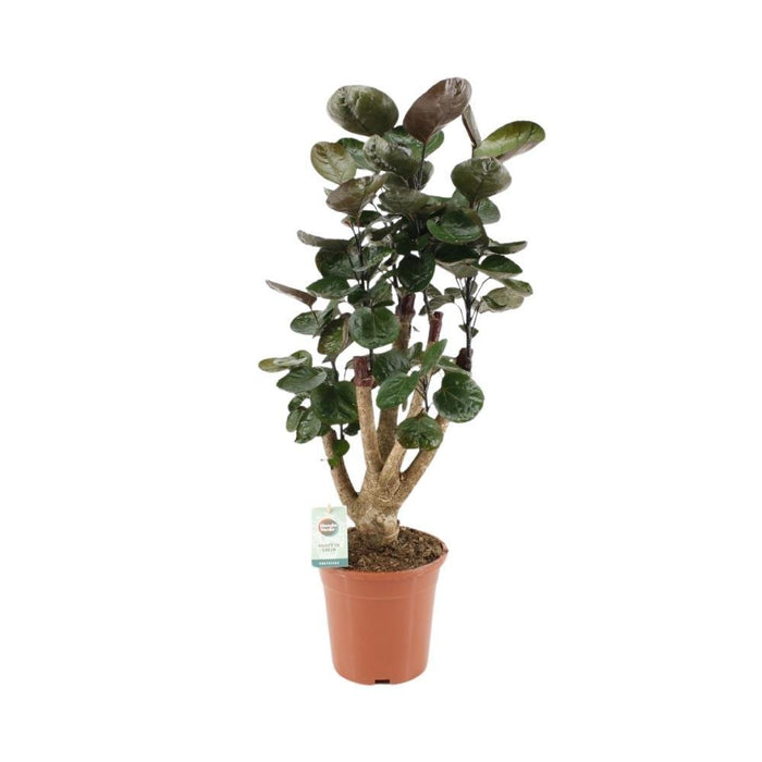 Polyscias Fabian Xl