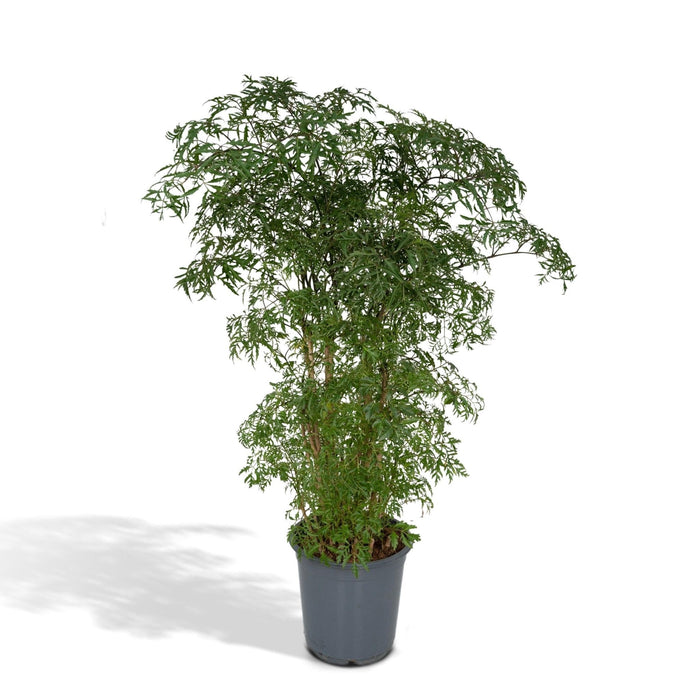 Polyscias Fruticosa H75Cm