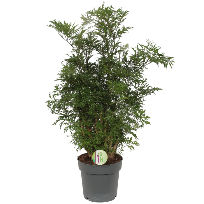 Polyscias 'Hawaiian'