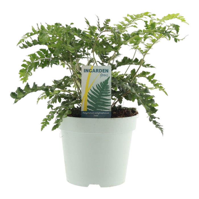 Polystichum Polyblepharum 'Jade'