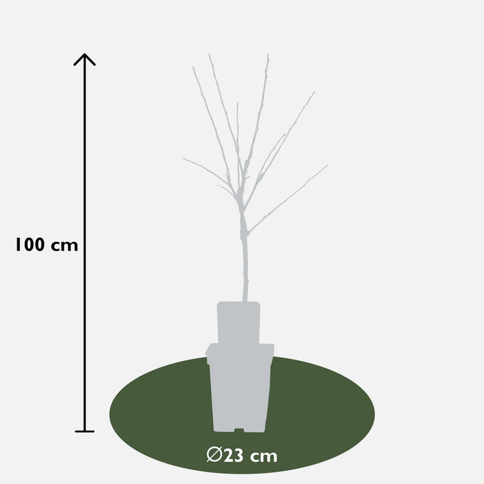 Malus Mix Æbletræ Sæt Af 2 - ↨100Cm - Ø23 - Frugttræ