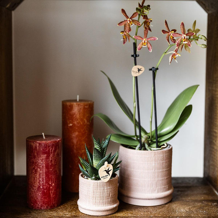 Bali Pot - Sand - Elegant Eklekticisme