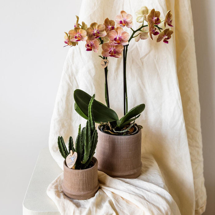 Bali Pot - Sand - Elegant Eklekticisme