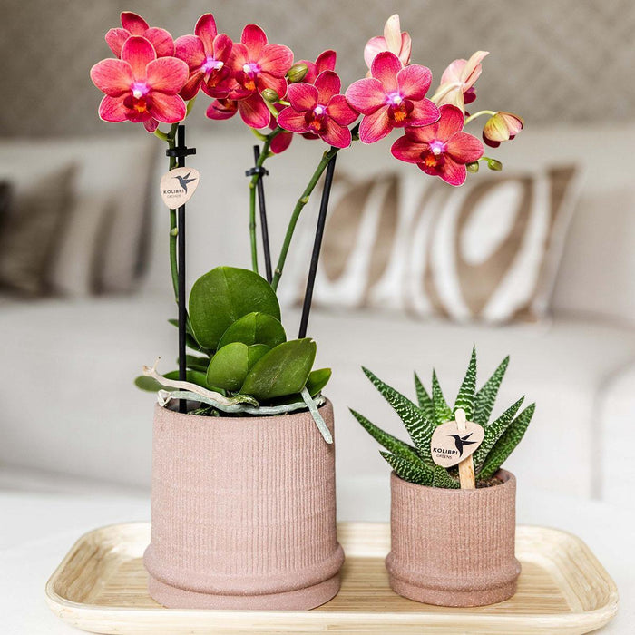 Bali Pot - Sand - Elegant Eklekticisme