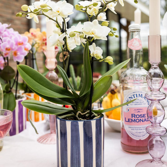 Blå Stribet Keramisk Gryde