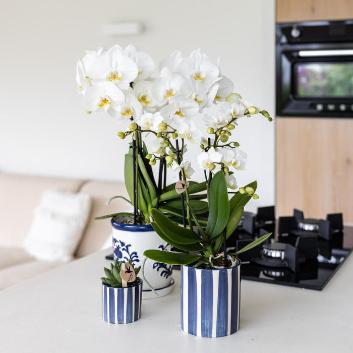 Blå Stribet Keramisk Gryde