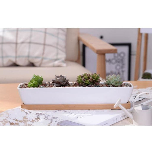 Drike Hvid Og Træ Blomsterpotte