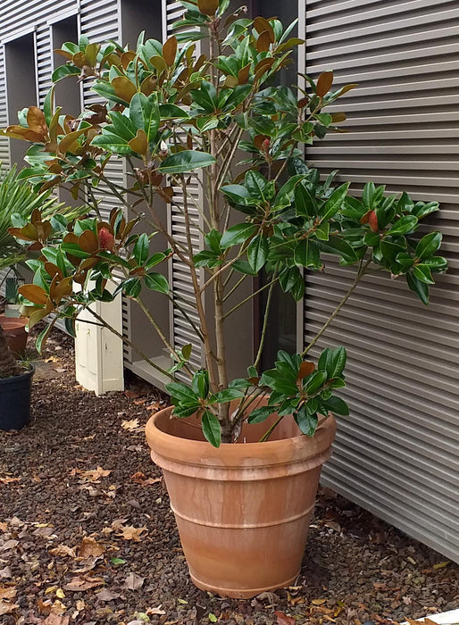 Benocci Terracotta Pot Ø60Cm Til Planter