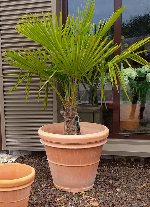 Terracotta Pot Ø.55Cm Benocci Italien
