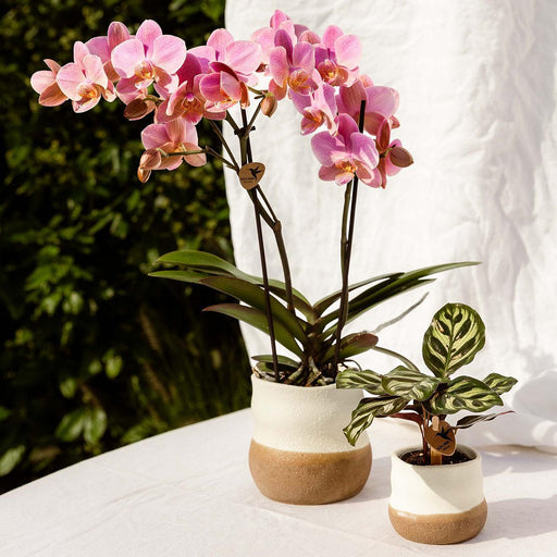 Ufuldkommen Hjemmegryde