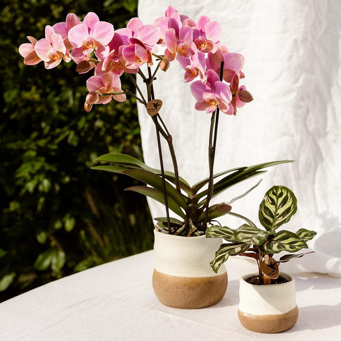 Ufuldkommen Hjemmegryde