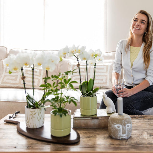 Blank Finish Grøn Bladpotte Med Pastelblade