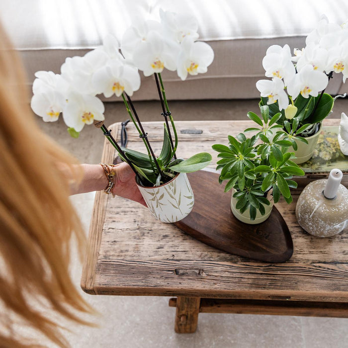 Blank Finish Grøn Bladpotte Med Pastelblade