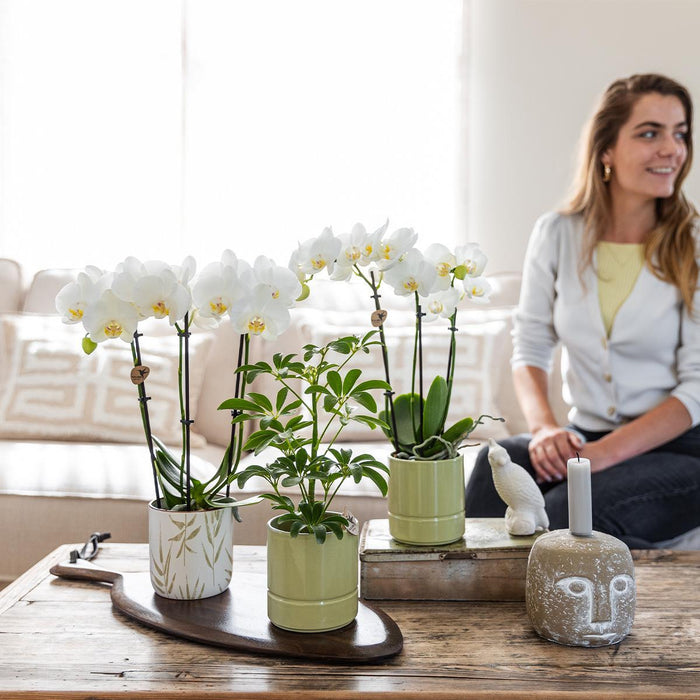 Blød Grøn Pastelpotte - Elegant Stil