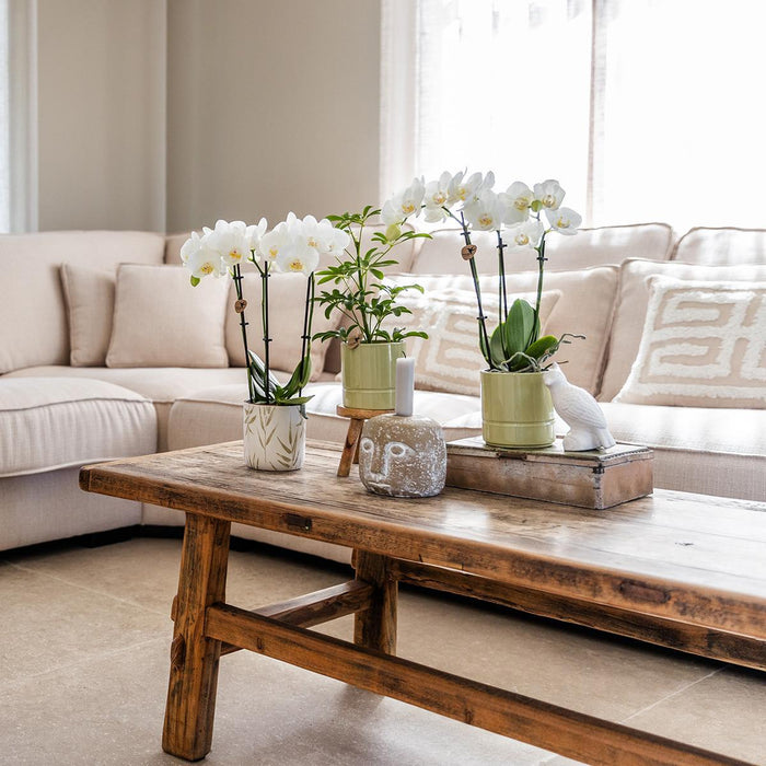 Blød Grøn Pastelpotte - Elegant Stil