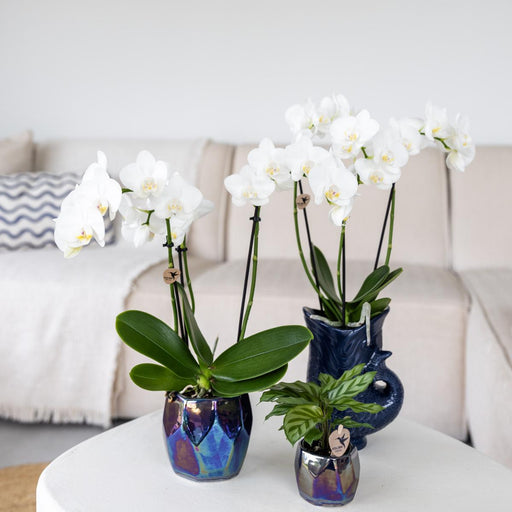 Lysende Blue Pearl Pot