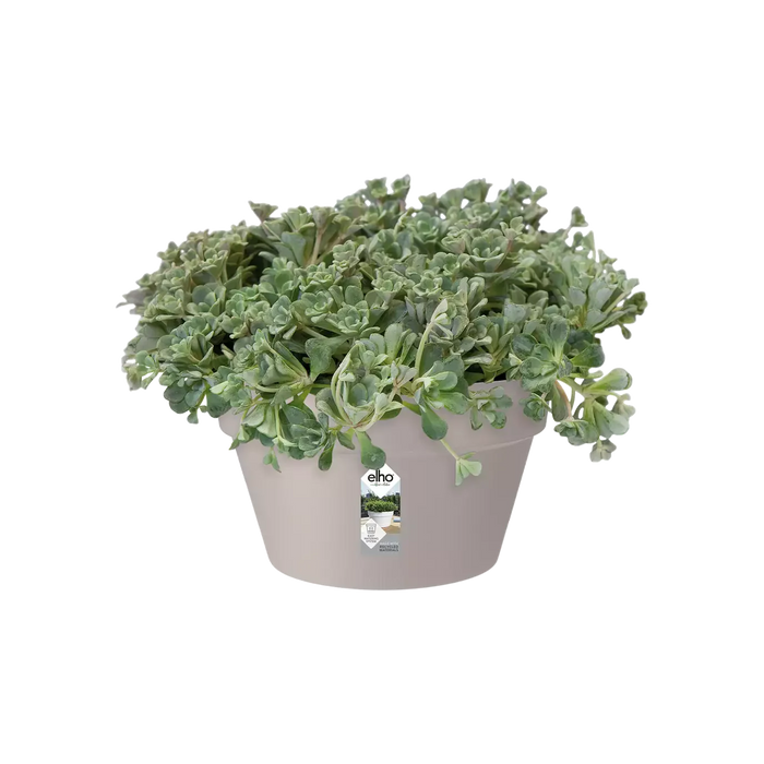 Loft Urban Indoor Plastic Plant Pot (X5)