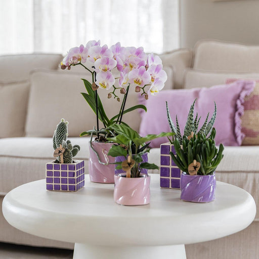 Lila Candy Dekorativ Pot