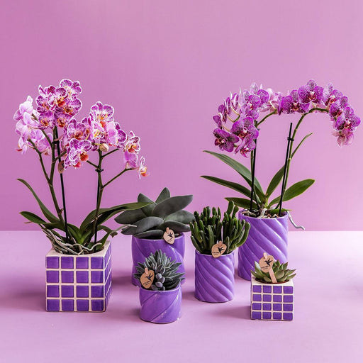 Lila Candy Dekorativ Pot