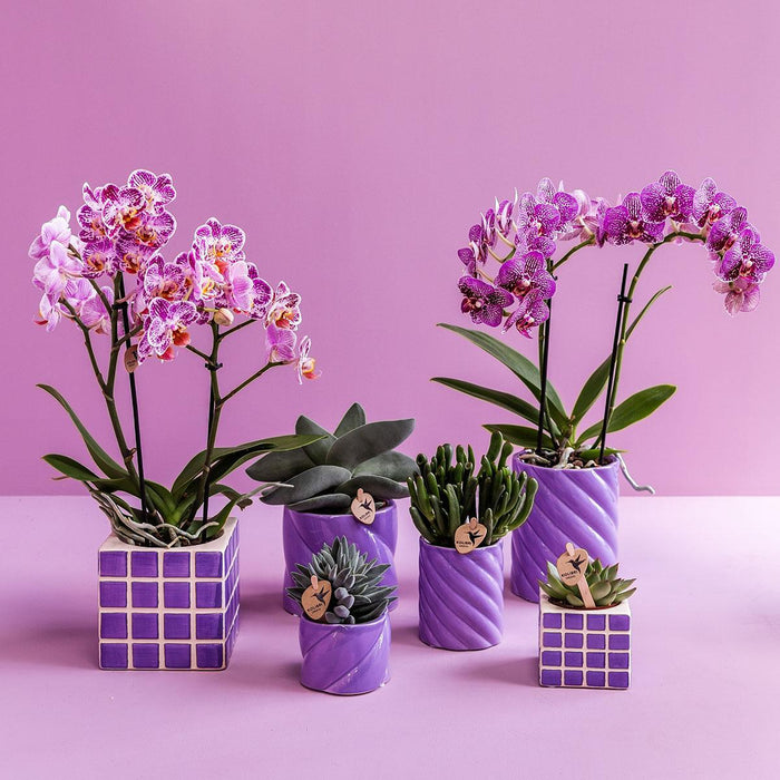 Lila Candy Dekorativ Pot