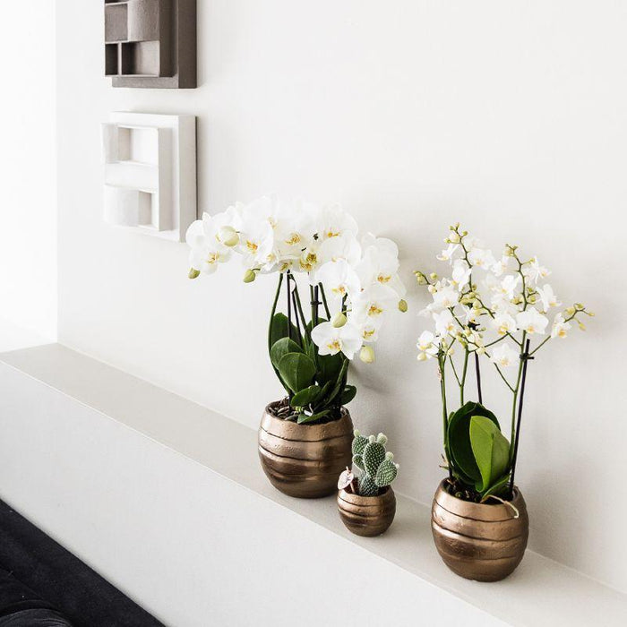 Bee Pot Dekorativ Keramisk Potte